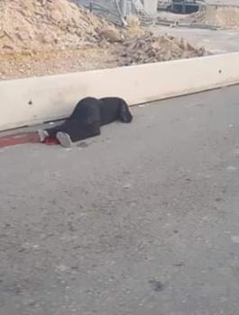 شهيدة حاجز قلنديا 