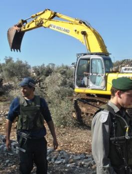 اقتلاع اشجار الزيتون 