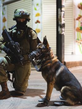 كلب اسرائيلي ينهش رقبة طفل من مخيم جنين 