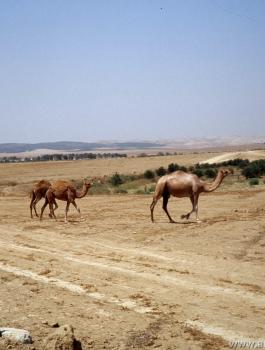 مصادرة النقب 