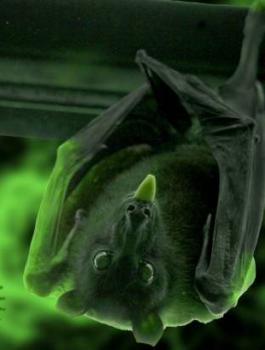 الخفاش اصل فيروس كورونا 