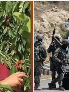 الاسير سامر العربيد 