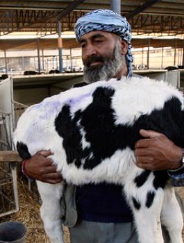 سعر كيلو الأضحية في فلسطين 