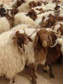 الاضاحى1-620x330