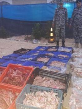 ضبط دجاج فاسد في طولكرم 