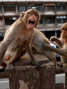 2020-03-20t110900z_1367692753_rc2nnf9xm337_rtrmadp_3_health-coronavirus-thailand-monkeys-840x540