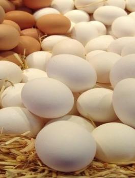 اصابة البيض الاسرائيلي بالسالمونيا 