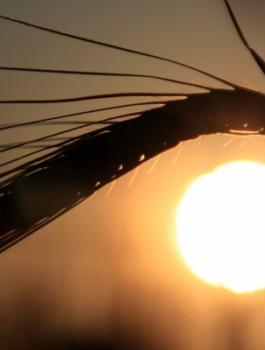 موجة شديدة الحرارة تضرب فلسطين 