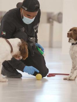 الامارات والكلاب البوليسية وفيروس كورونا 