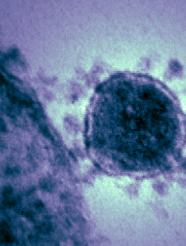 فيروس كورونا وفلسطين 