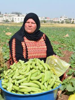 فقوس دير بلوط 