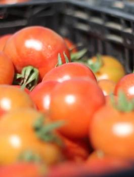 اسرائيل تمنع استيراد الخضار من الضفة الغربية 