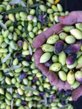 موسم الزيتون في فلسطين 2018 