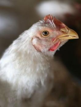 الدواجن المهربة 