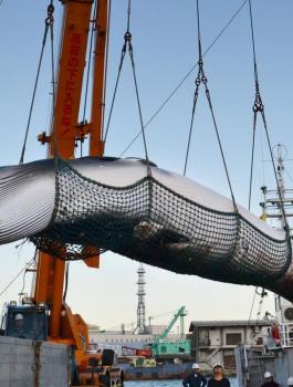 صياديون يابانيون يقتلون 177 حوتاً في المحيط الهادي