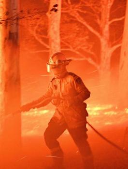 طائر الحدأة وحرائق استراليا 