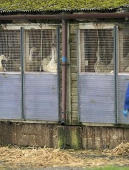 انفلونزا الطيور في تونس 