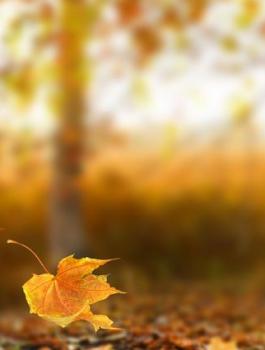 شهر الخريف في فلسطين 