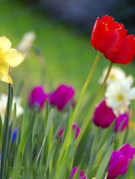 Colorful_spring_garden