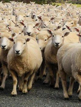 مدرسة فرنسية والخراف 