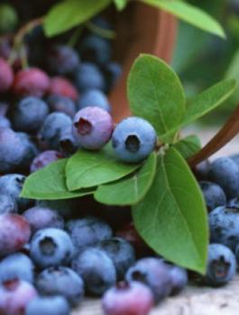 العناب والسرطان 