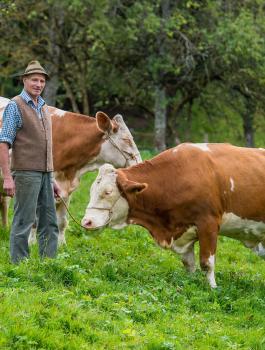 شحنة أبقار ألمانية تصل قطر لسد عجز منتجات الألبان