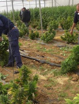 ضبط 700 شتلة ﻣﺎﺭﻳﺠﻮﺍنا شمال رام الله 