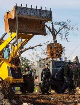 اشجار الزيتون في بيت لحم 