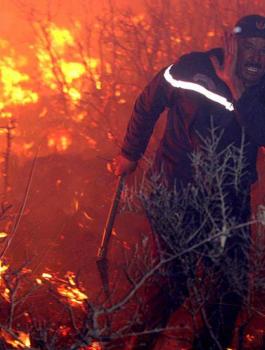 الحرائق تقضي على مساحات شاسعة من الغابات والمحاصيل بالجزائر