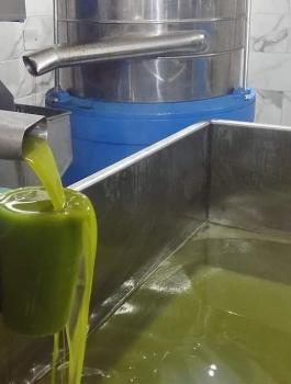 موسم الزيتون في فلسطين 