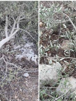 المستوطنون يقطعون اشجار زيتون في عرابة بجنين 