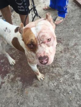 اصابة طفل بجراح بسبب كلب في مخيم شعفاط 