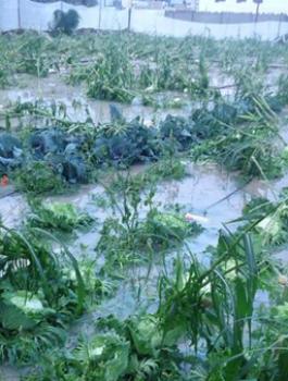 المزارعين المتضررين من الأحوال الجوية