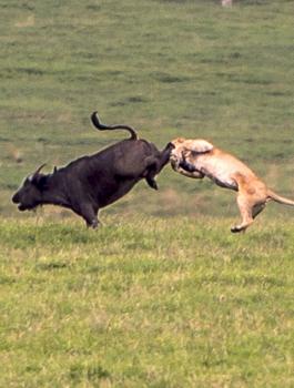 ثور واسد وتمساح 