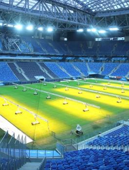 الجراد يهدد مباراة مصر والسعودية في مونديال روسيا