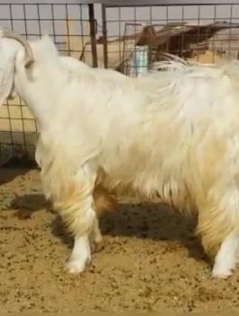 عمليات تجميل للماعز ونفخ شفتيها بالبوتوكس في الكويت