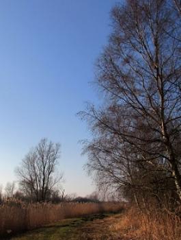 fen