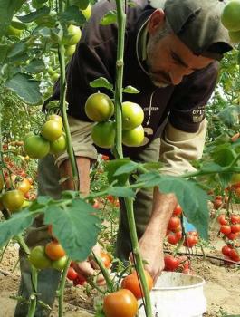 تعويض المزارعين في غزة 