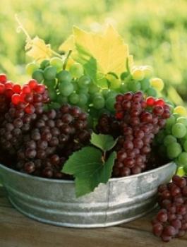 images_sabf