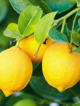 قلقيلية تصدر الليمون 