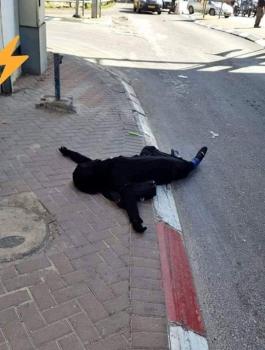 الشهيدة سماح مبارك 