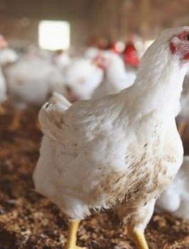 718e29eaea8249ed21ccc429b7dc9721