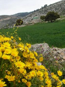 حالة الطقس: أجواء ربيعية لطيفة اليوم وغدا 