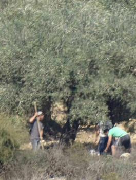 المستوطنون يسرقون ثمار الزيتون 