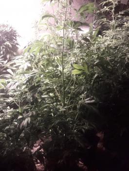 ضبط مشتل ماريغوانا في العيزرية 