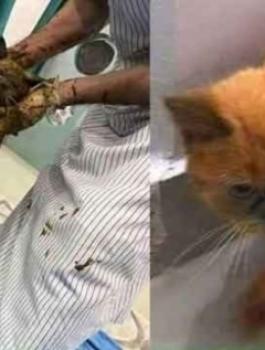 تونسي يطلي القطط 