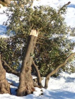 مستوطنون يقطعون شجر زيتون في الساوية 