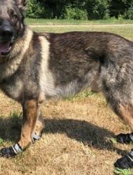  أحذية لكلاب شرطة زيوريخ السويسرية 