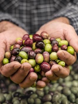 استيراد ثمار الزيتون في الخليل 