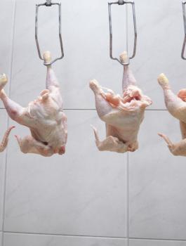 اسعار المستهلك 